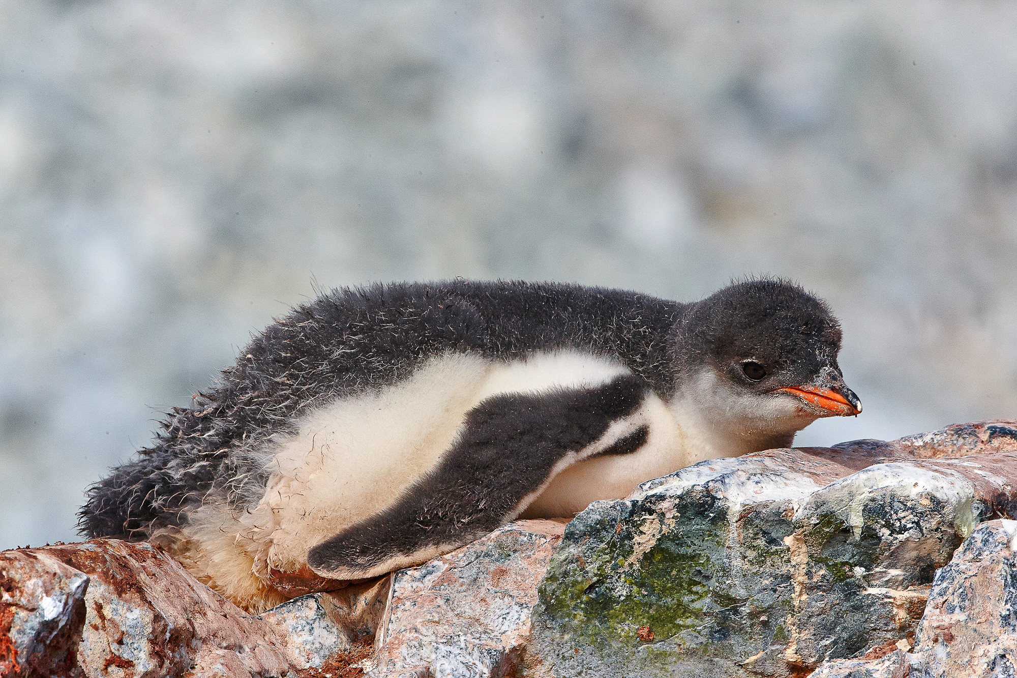 Eselspinguin Küken
